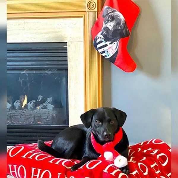 Custom Pet Art Christmas Stockings